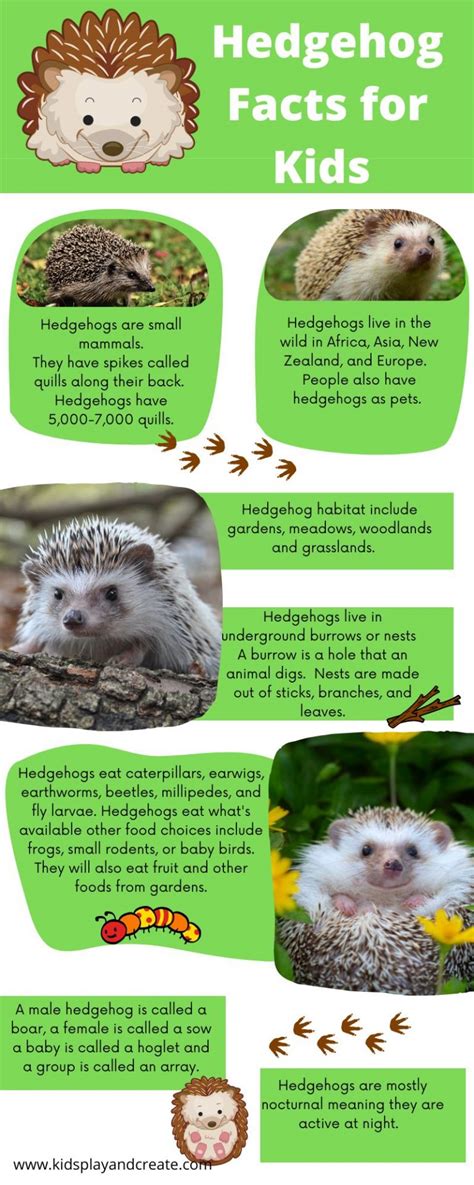 hedgehog fact file|10 facts about hedgehogs.